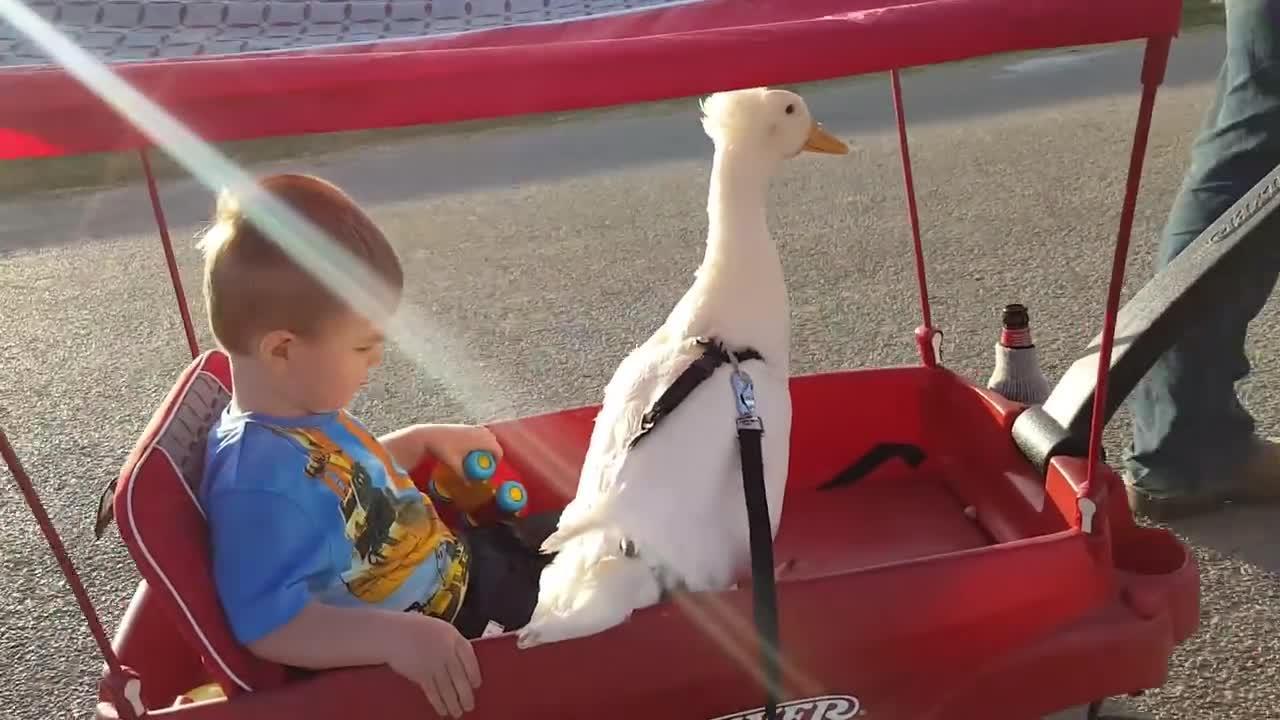 Boy Rides Wagon with Duck | Jukin Licensing