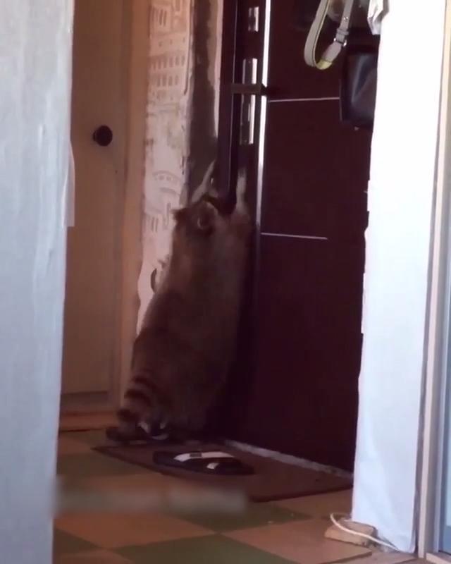 Raccoon Opens the Door Jukin Licensing