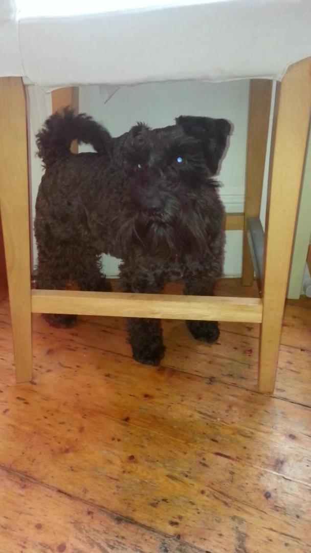Owner's Try to Lure Dog Out From Under Chair Jukin Licensing