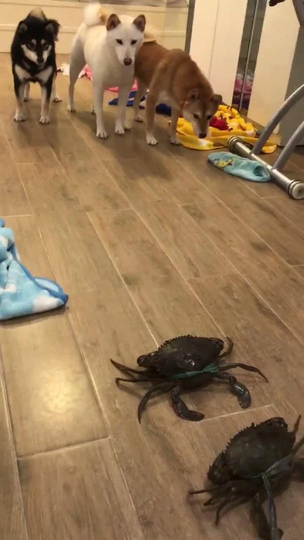 Dogs Bark at Each Other Through Fence Jukin Media Inc