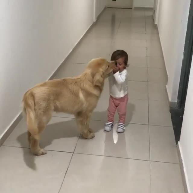 Baby Giggles while Dog Licks Her Jukin Media Inc