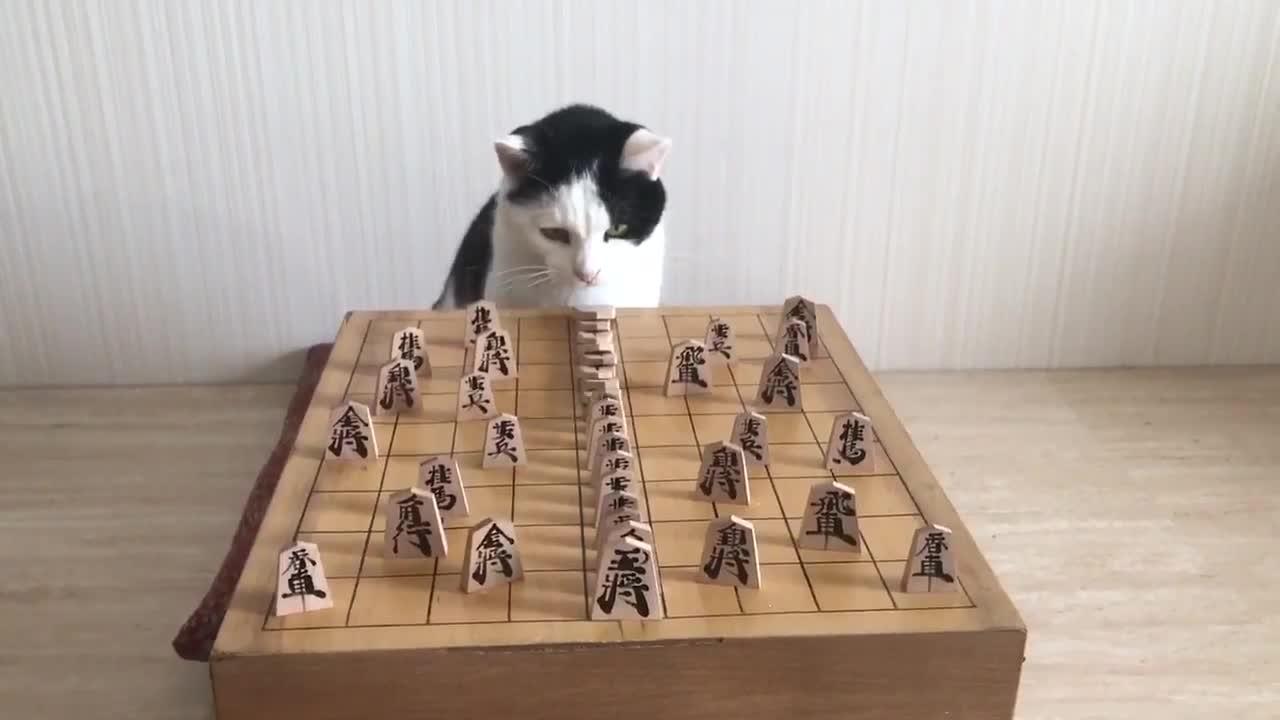 Cat Moves Chess Piece Jukin Media Inc