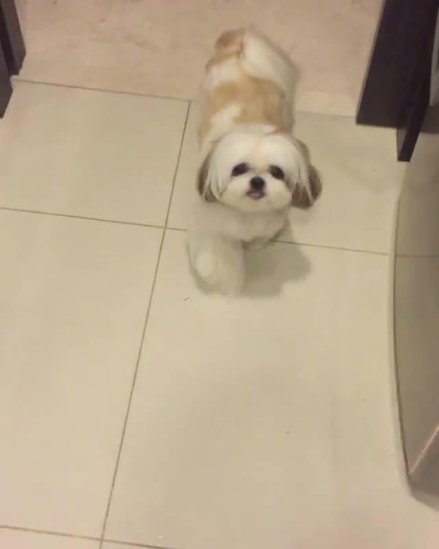 Dog Eats Lettuce Jukin Licensing