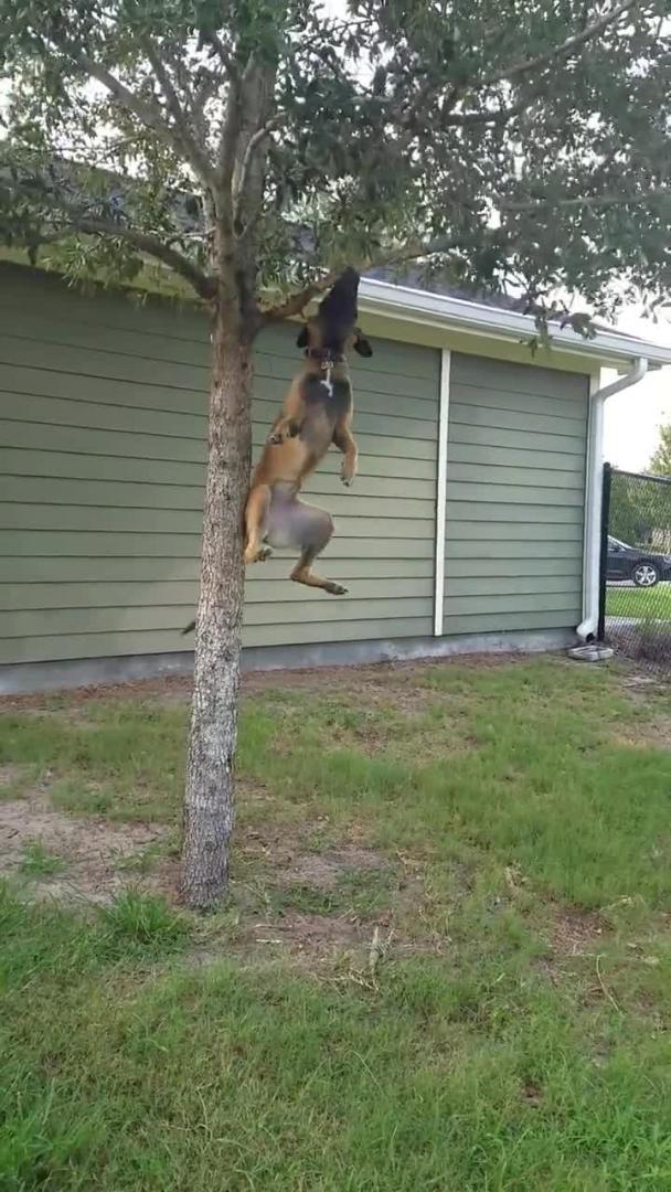 Two Dogs Attack LowHanging Tree Branch Jukin Media Inc