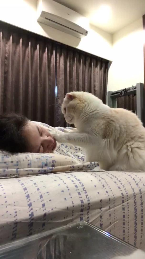 Cute Cat Wakes Up for Snack Jukin Media Inc