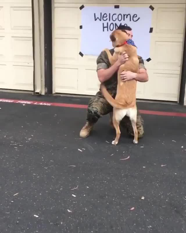 dog happy to see owner dog happy to see owner