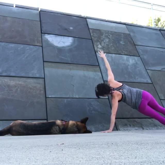 German Shepherd Does Yoga with Owner Jukin Licensing