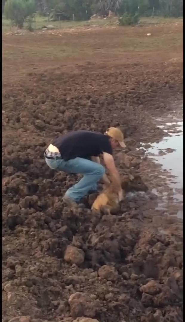 Guy Saves Baby Elk from the Mud Jukin Licensing