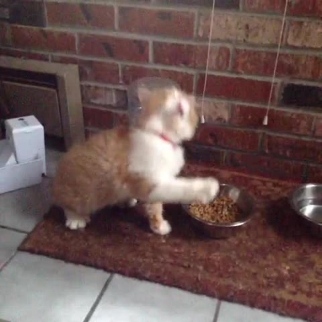 Persian Cat Sneezes With Cold Jukin Licensing