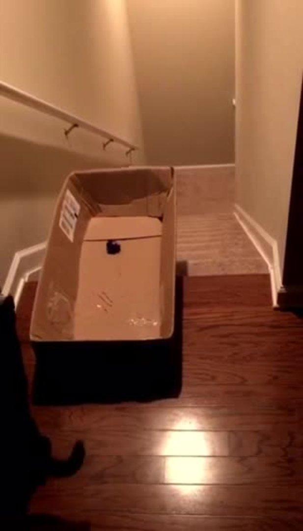 Kitten Rides Box Down Stairs Jukin Licensing