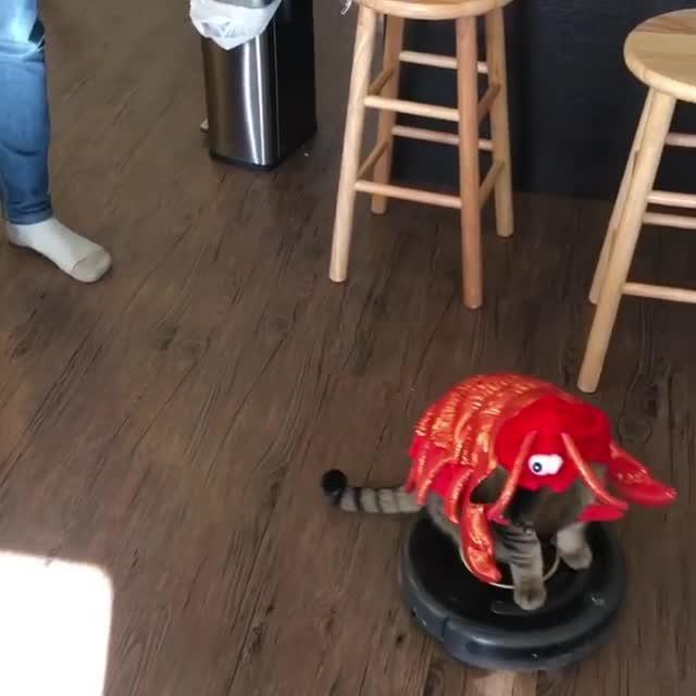 Cat Holds onto Side of Robotic Vacuum Cleaner Jukin Media Inc