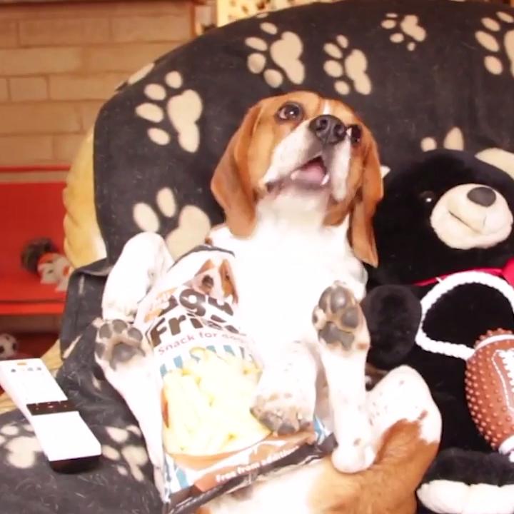 Lazy Dog Eats Cheese Puffs Jukin Media Inc
