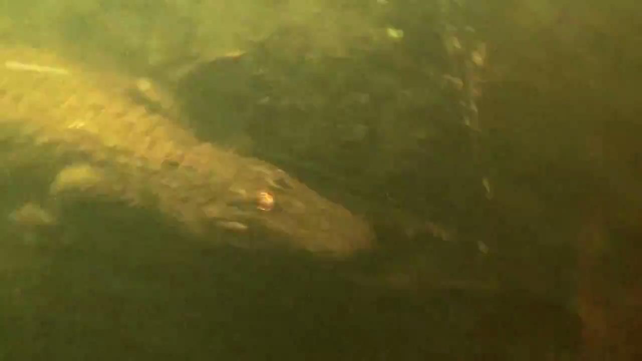 Crocodile Attacks Canoe in Botswana Jukin Media Inc