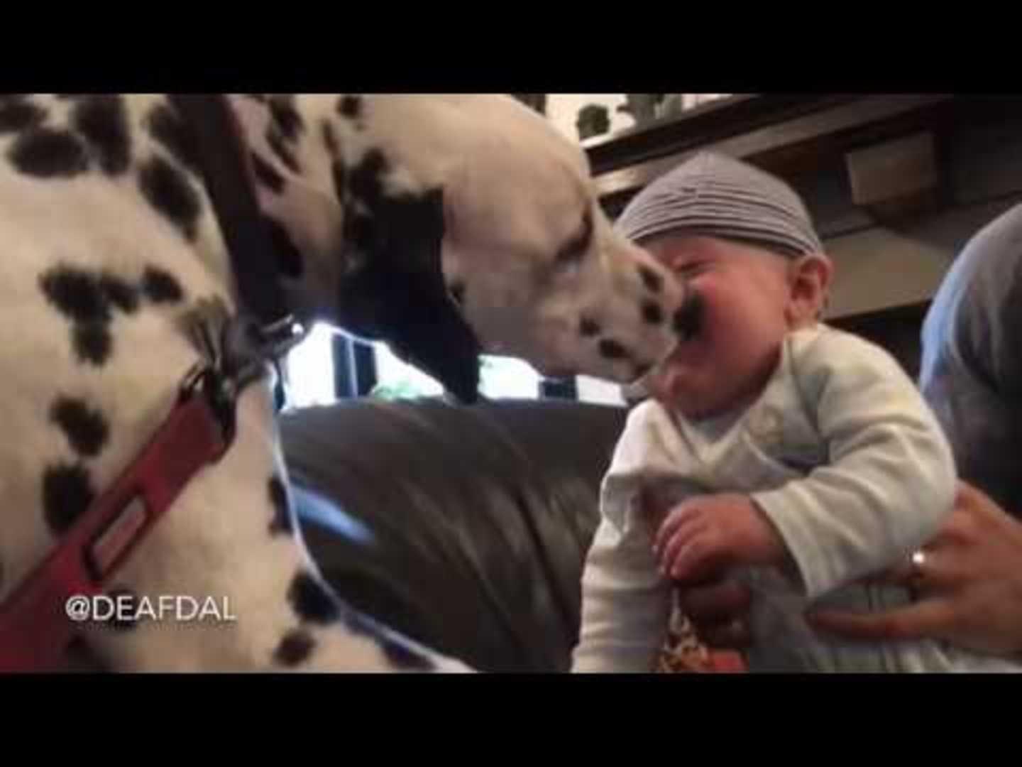 Dog Licks Baby's Face Jukin Media Inc