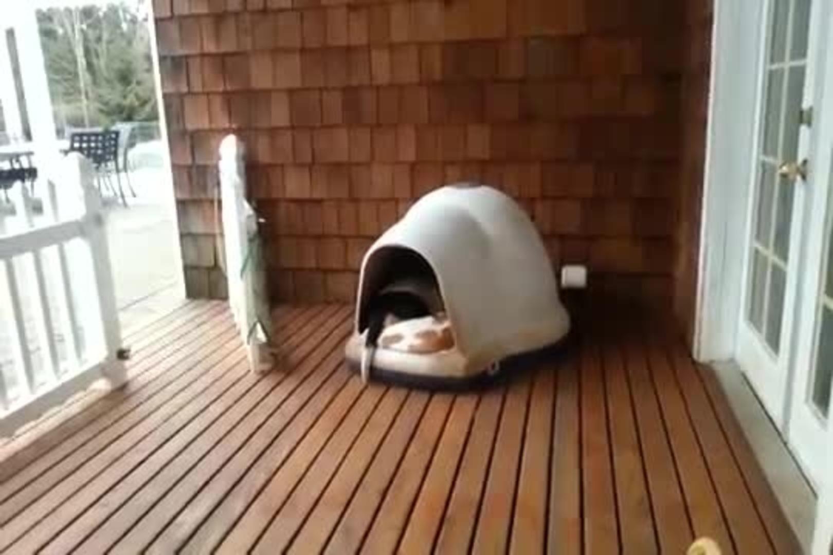 Multiple Dogs Crawl out of Small House Jukin Licensing