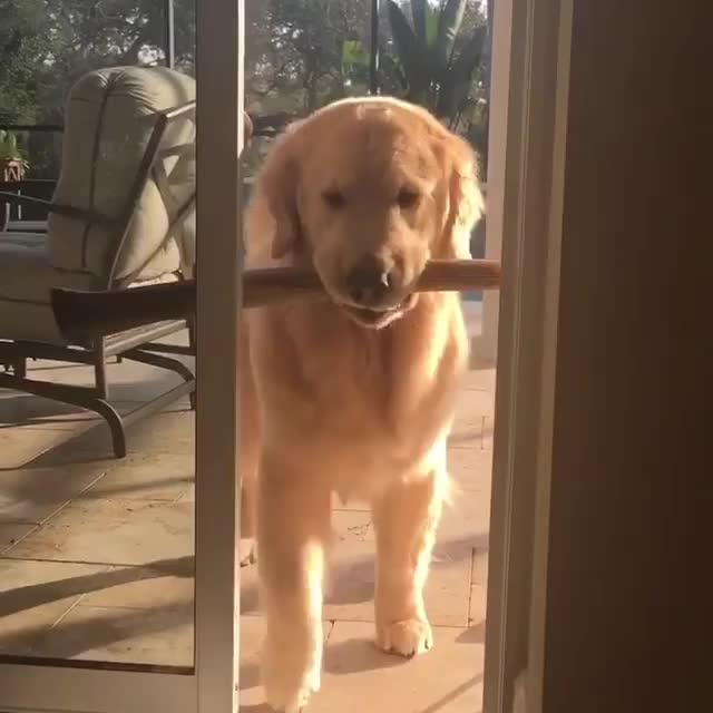 dog-with-stick-can-t-fit-through-door-jukin-media-inc