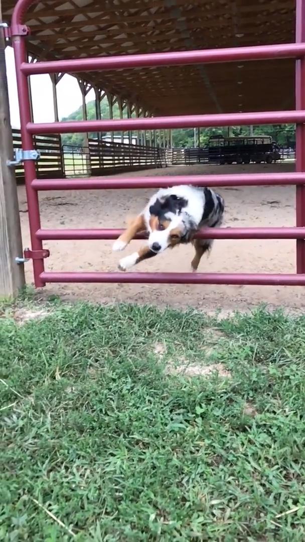 dog jumps over gate dog jumps over gate