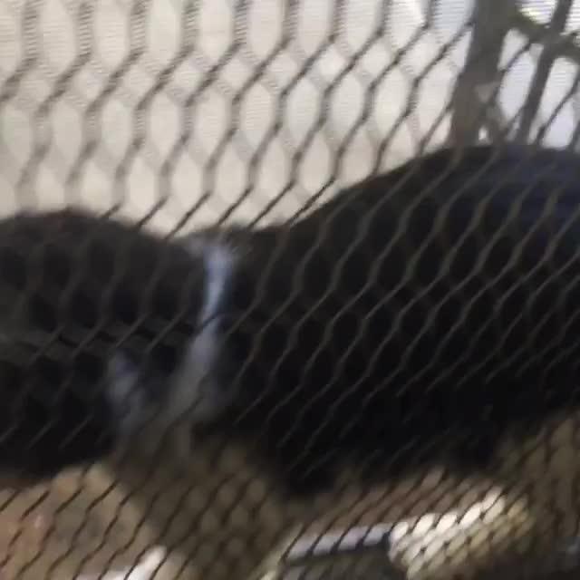 Cat Gets Stuck in Pet Door Jukin Media Inc