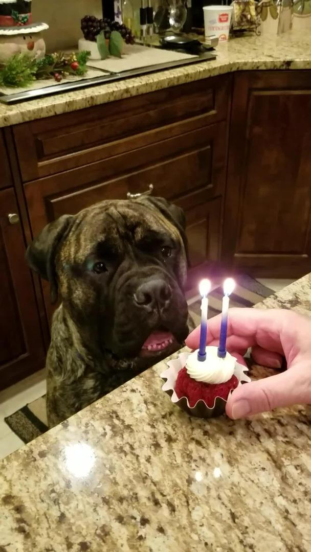 Dog Blows out Birthday Candles Jukin Licensing