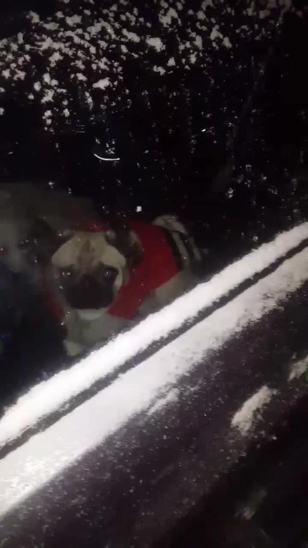 Dog Falls Out Of Driving Car While Leaning On Window As Their Owner