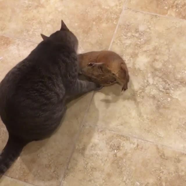 Dog Licks Sleepy Kitten Jukin Media Inc