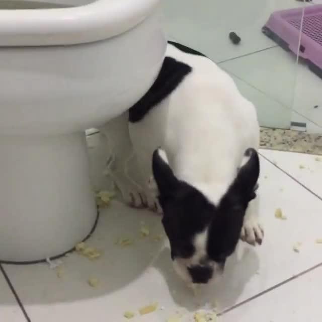 Owner Discovers Dog Ate Toilet Seat Jukin Licensing