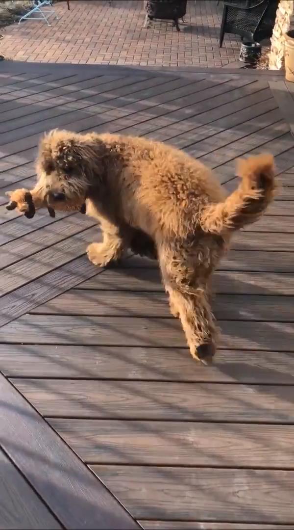 Dog Won't Pee Outside Without Bringing Toys Jukin Licensing