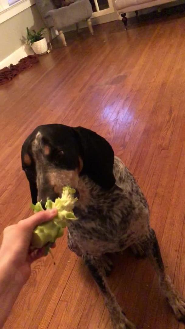 Dog Chews on Broccoli Stalk Jukin Licensing