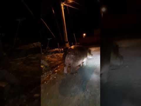 Escaped Bull Terrorizes Street | Jukin Media Inc