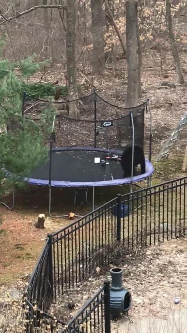 Bears Hang Out On Trampoline Jukin Media Inc