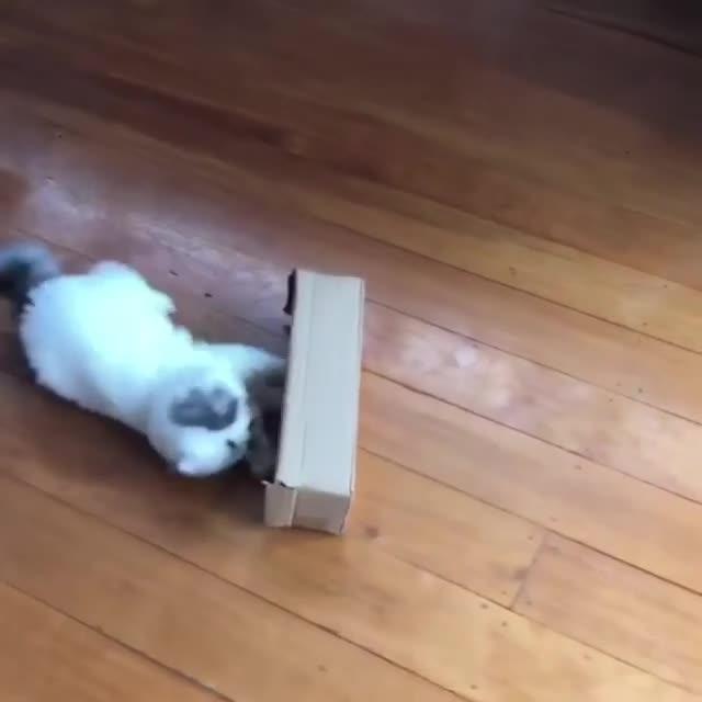 Agile Feline Runs and Jumps Over Group of Cats Jukin Media Inc