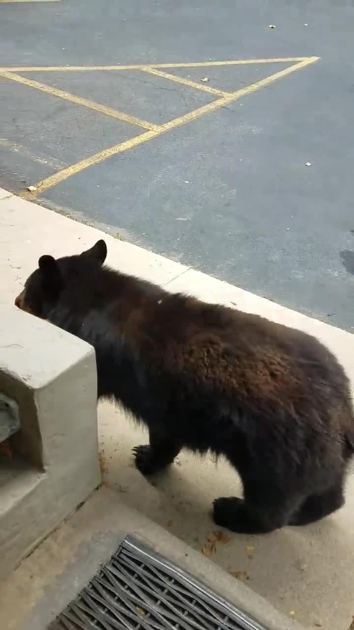 Bear Opens Door to Car Jukin Media Inc