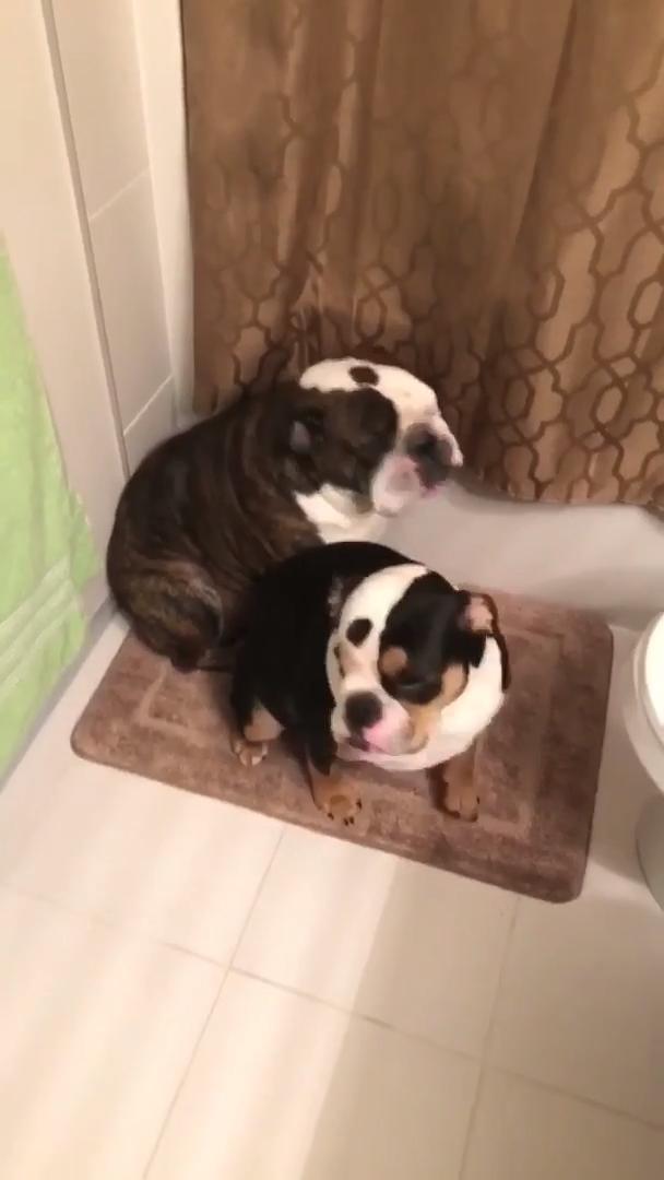Dogs Hide in Bathroom After Damaging Living Room Jukin Licensing
