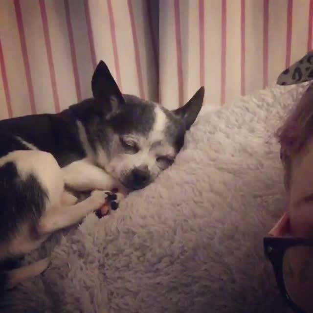 Sleeping Dog Falls off Back of Couch Jukin Licensing