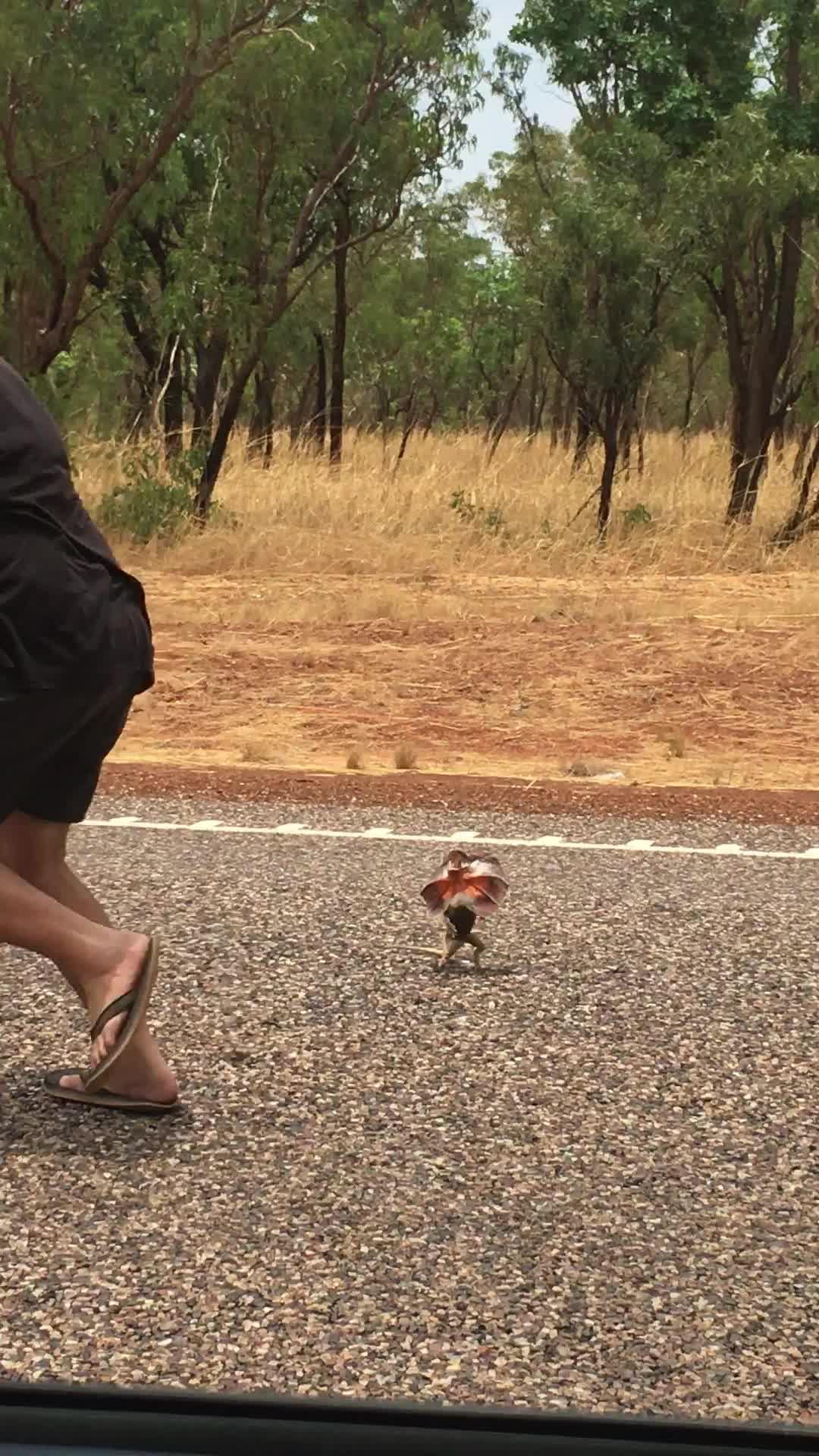 FrilledNeck Lizard Jumps at Man Taking its Picture Jukin Media Inc