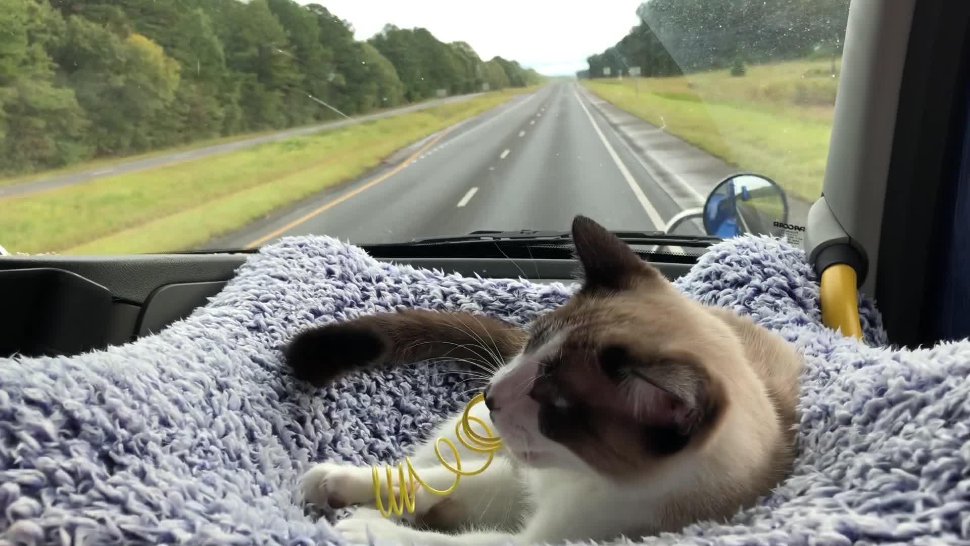 Startled Cat Jumps out of Bed Hilariously Jukin Media Inc