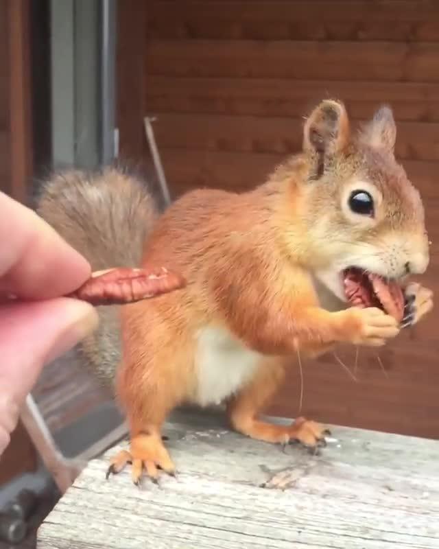 squirrel hides nuts in truck squirrel hides nuts in truck