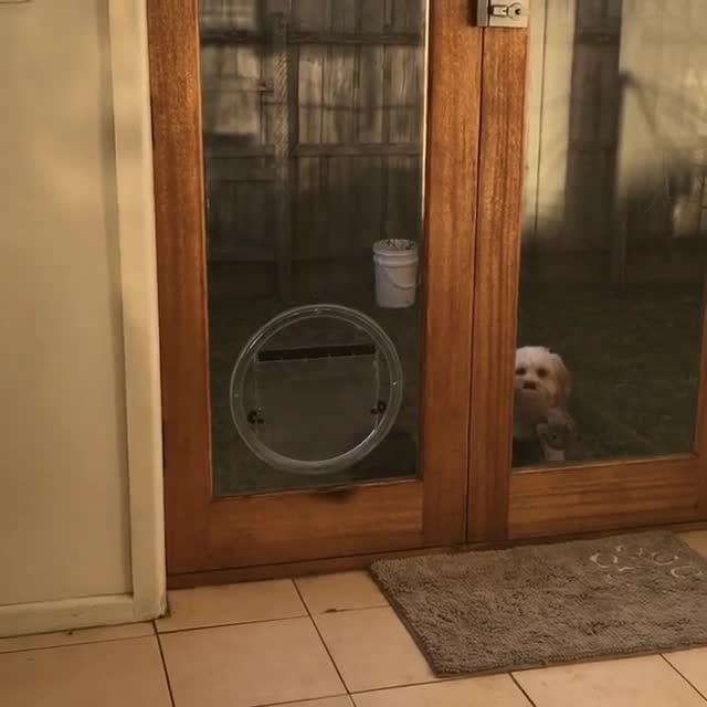 Dog Runs into Glass Door Jukin Media Inc