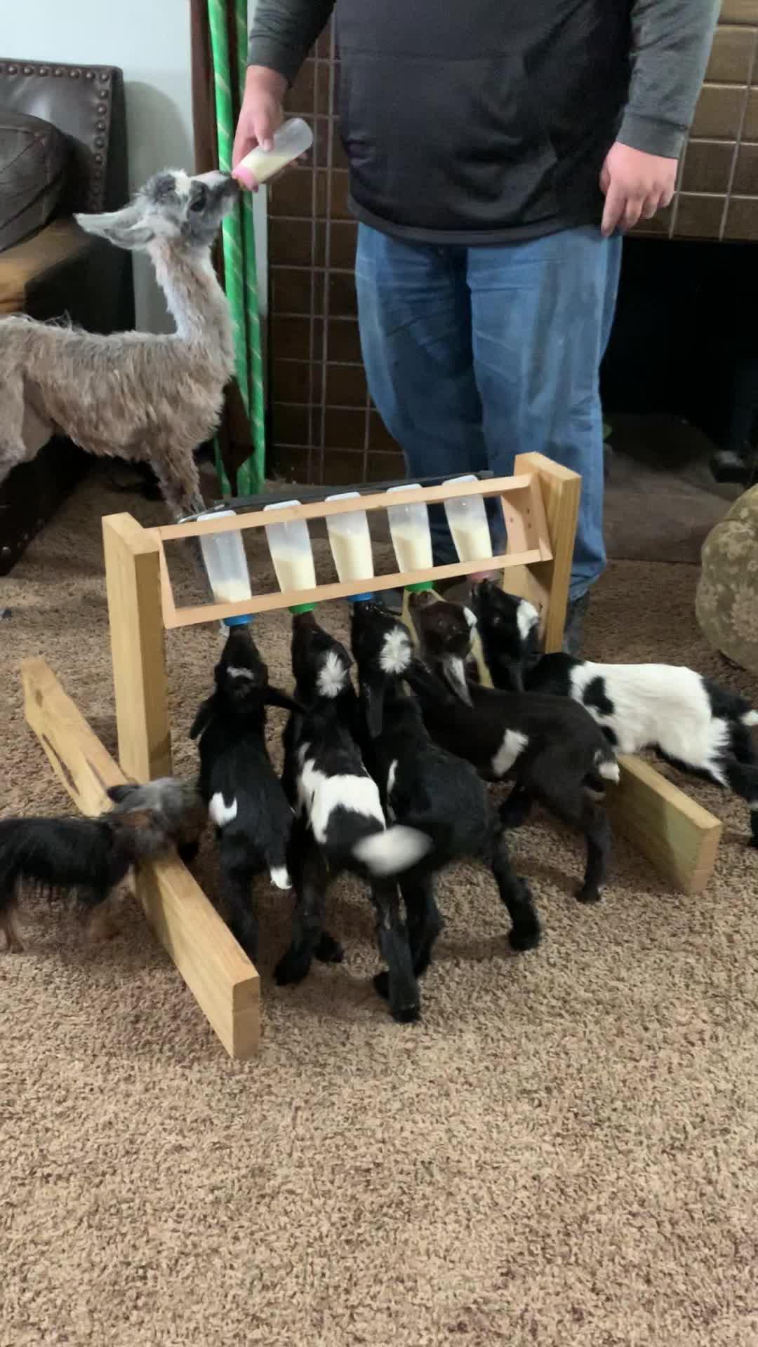Baby Goats Line Up to get Hugs From Man Jukin Media Inc