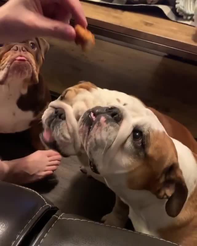 Bulldog Spins Owner In Recliner Chair During Superbowl Jukin Media Inc