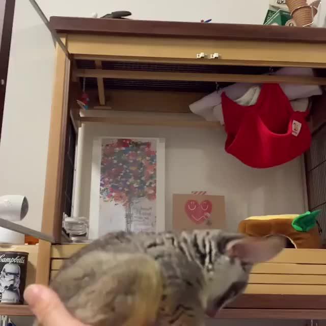 Bush Baby Takes High Jump And Lands On Owner's Palm Jukin Media Inc