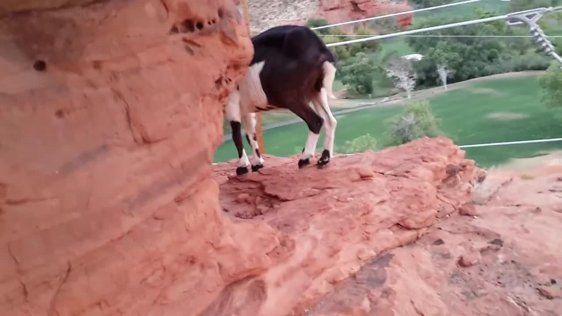 Goat Jumps Off A Cliff and Survives Jukin Licensing