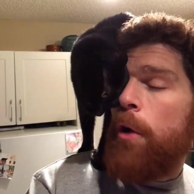 Cat Sits on Owner's Shoulder and Nuzzles Face Jukin Licensing