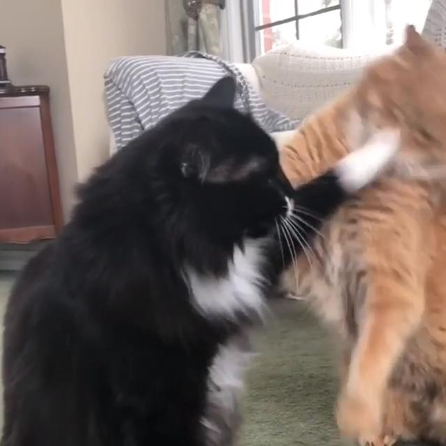 Two Cats Fight When One Begs for Attention Jukin Licensing