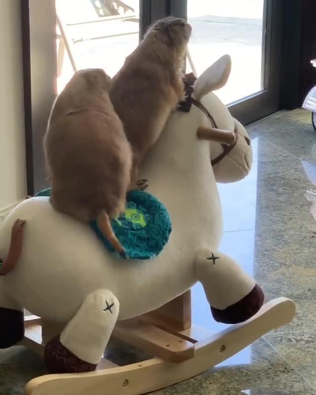 bulldog rides rocking horse