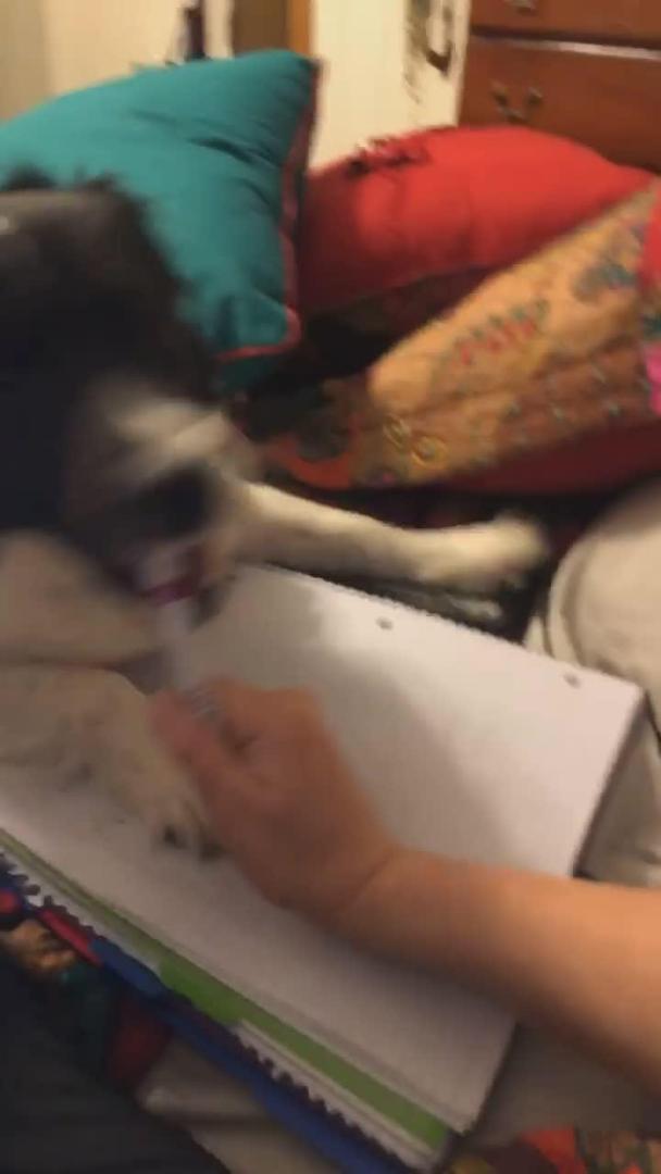 Dog Hates When Owner Tries to Do Homework Jukin Licensing
