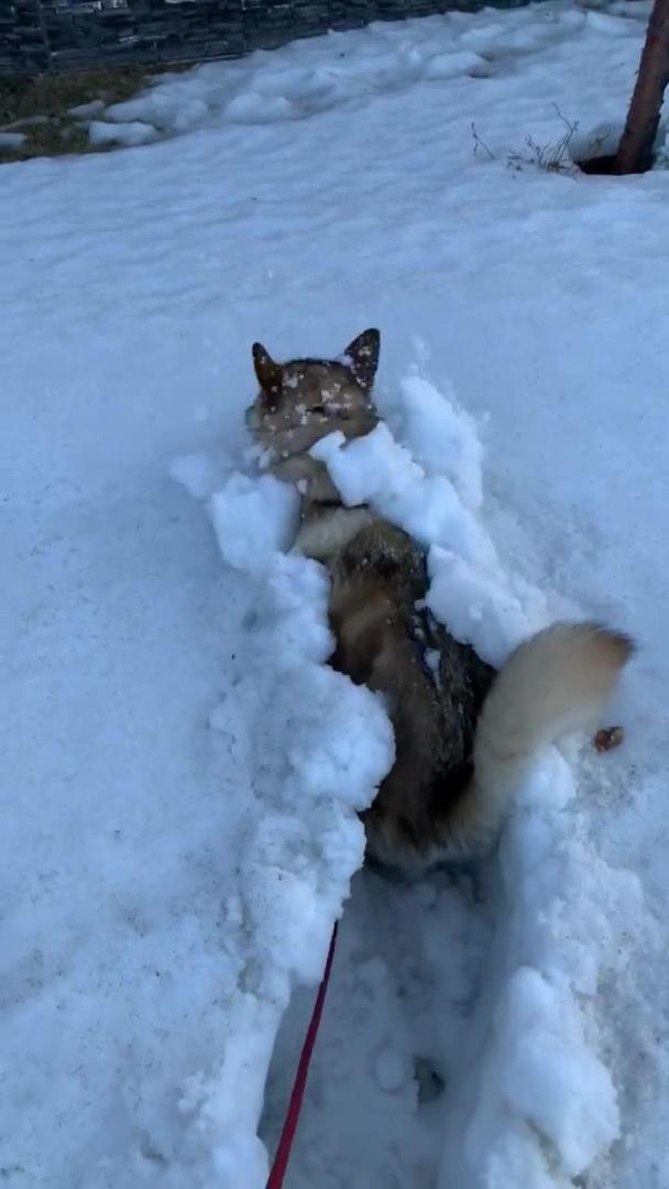 Dog Digs Tunnel in Snowbank Outdoors Jukin Licensing