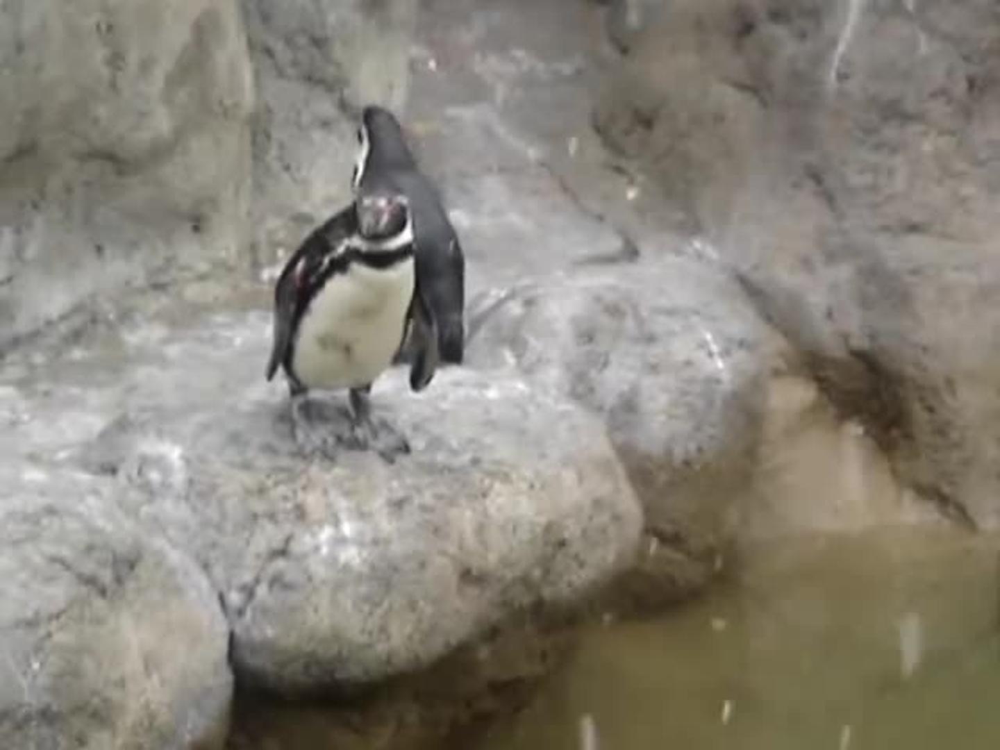 Gorilla Throws Poop at Spectators Jukin Media Inc