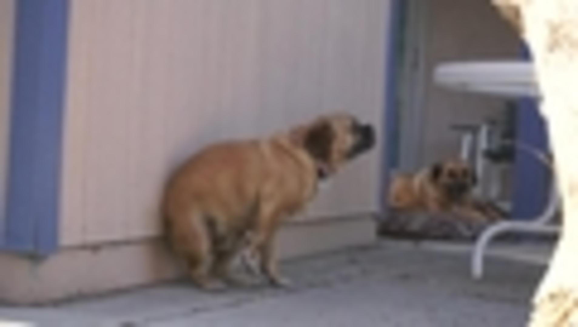 Man Slaps Dog's Butt Jukin Media Inc