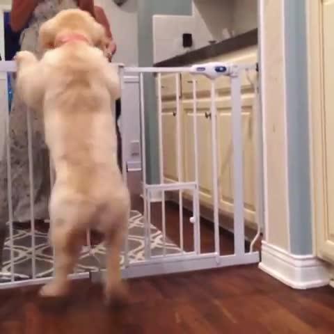 puppy happy dance